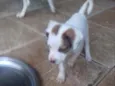 Zequinha, Polinho...