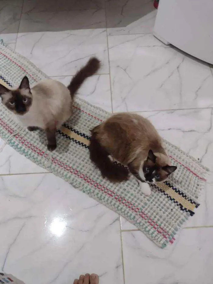 Gato ra a Siameses idade 1 ano nome Sem nome