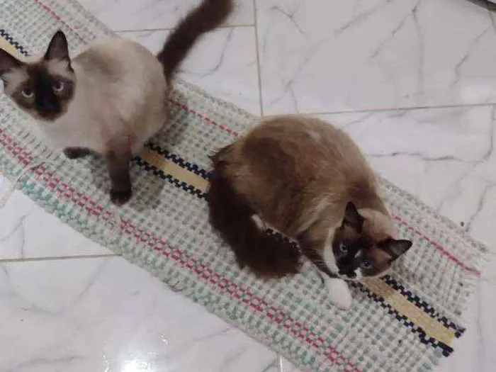 Gato ra a Siameses idade 1 ano nome Sem nome