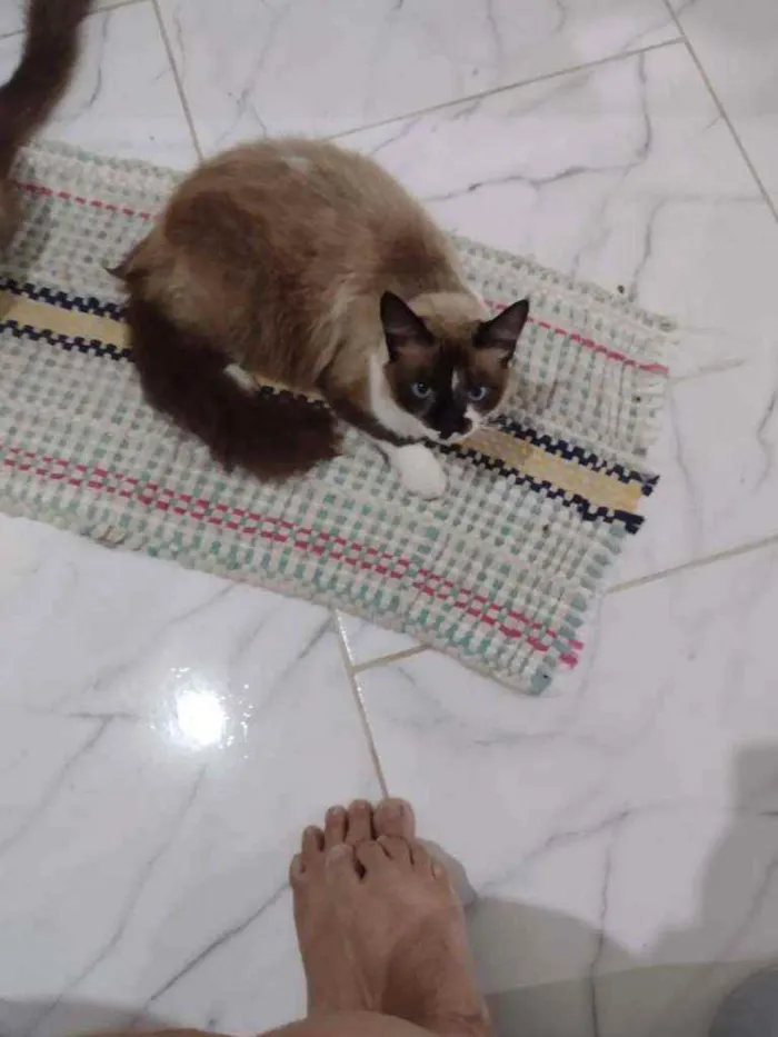 Gato ra a Siameses idade 1 ano nome Sem nome