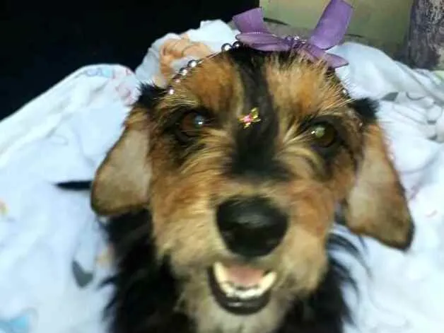 Cachorro raça  idade 2 anos nome Nina 