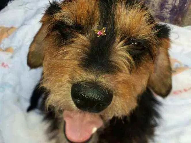 Cachorro raça  idade 2 anos nome Nina 