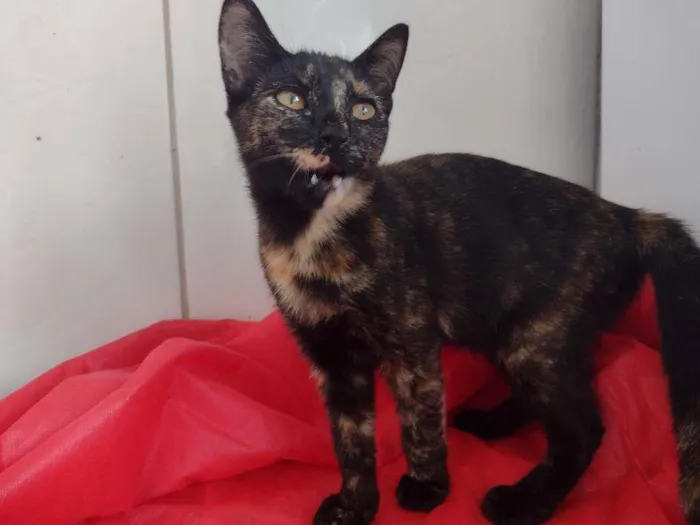 Gato raça SRD-ViraLata idade 2 a 6 meses nome Penelope