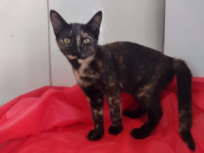 Gato raça SRD-ViraLata idade 2 a 6 meses nome Penelope