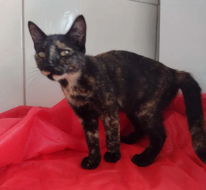 Gato raça SRD-ViraLata idade 2 a 6 meses nome Penelope