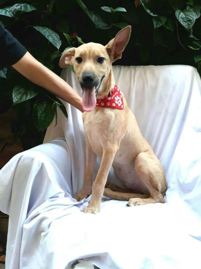 Cachorro raça  idade 2 a 6 meses nome Filhote Adriana