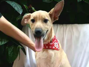 Cachorro raça  idade 2 a 6 meses nome Filhote Adriana