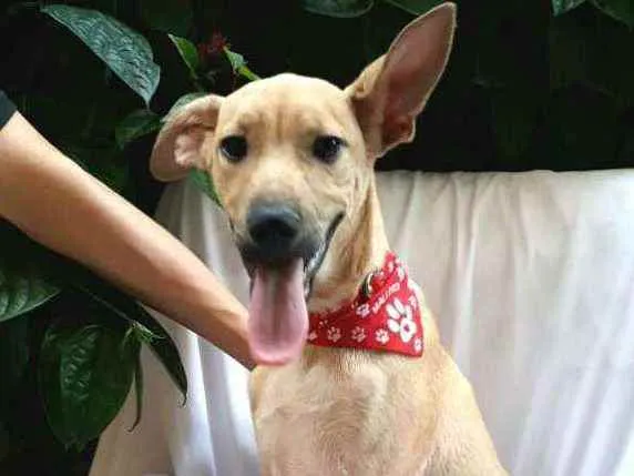 Cachorro raça  idade 2 a 6 meses nome Filhote Adriana