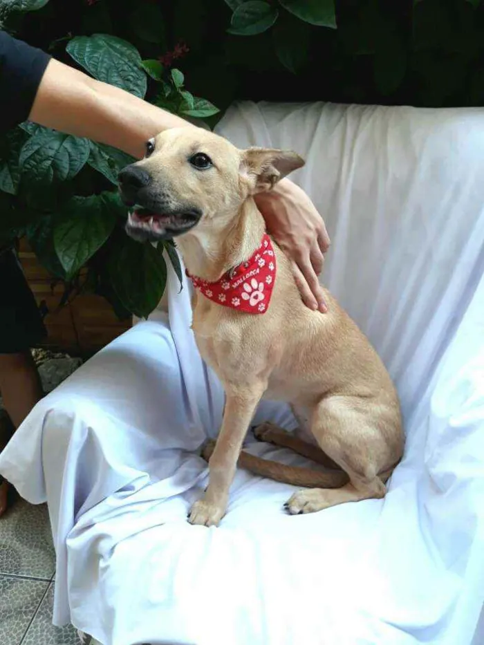 Cachorro raça  idade 2 a 6 meses nome Filhote Adriana