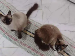 Gato raça Siameses idade 1 ano nome Sem nome