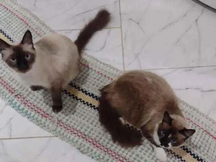 Gato ra a Siameses idade 1 ano nome Sem nome