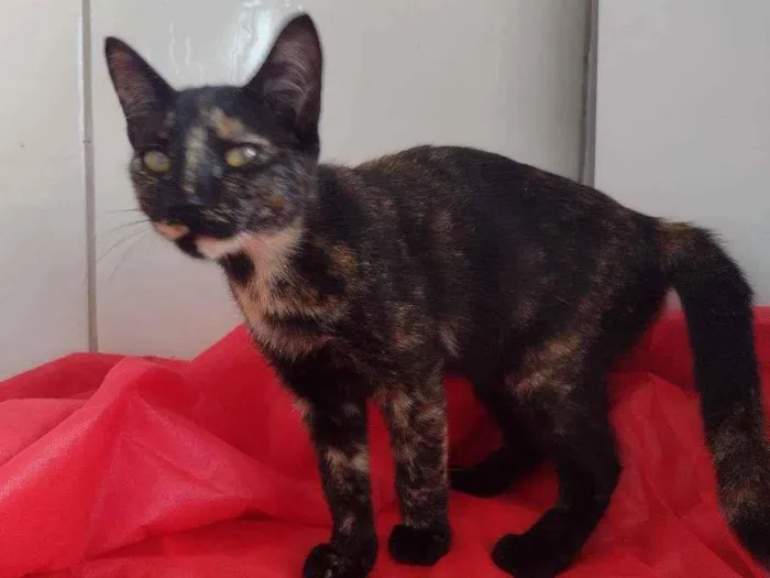 Gato raça SRD-ViraLata idade 2 a 6 meses nome Penelope