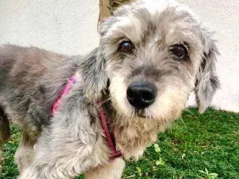 Cachorro raça Srd idade 5 anos nome Misty