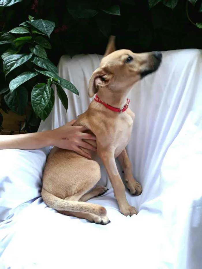 Cachorro raça  idade 2 a 6 meses nome Filhote Adriana