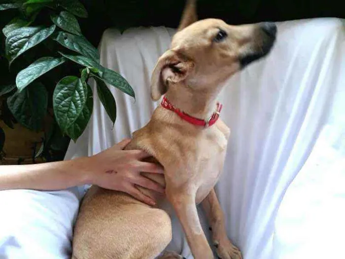 Cachorro raça  idade 2 a 6 meses nome Filhote Adriana