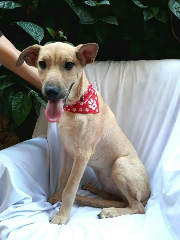 Cachorro raça  idade 2 a 6 meses nome Filhote Adriana