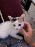 Mirela (mimi)