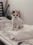Mirela (mimi) 