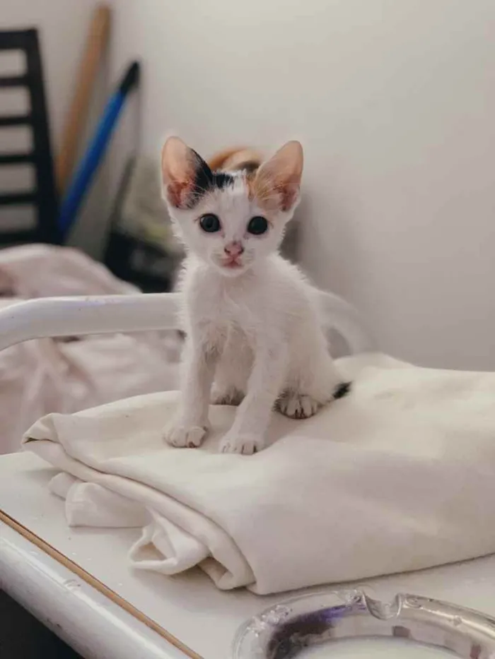 Gato ra a Amorzinho  idade Abaixo de 2 meses nome Mirela (mimi) 