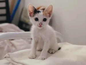 Gato raça Amorzinho  idade Abaixo de 2 meses nome Mirela (mimi) 