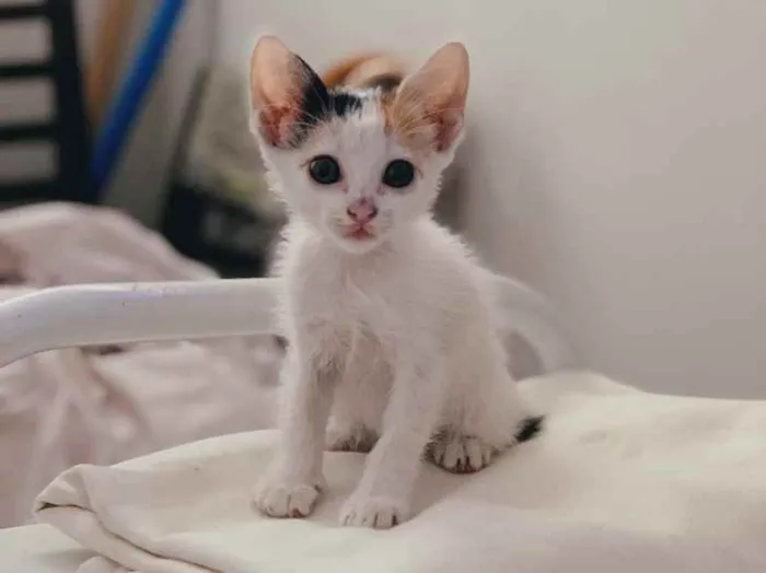 Gato ra a Amorzinho  idade Abaixo de 2 meses nome Mirela (mimi) 