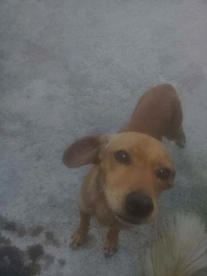 Cachorro ra a Pincher 3 idade 4 anos nome Pipoca