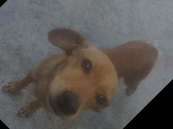 Cachorro ra a Pincher 3 idade 4 anos nome Pipoca