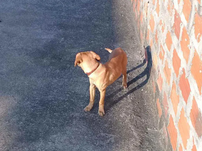 Cachorro ra a Pincher 3 idade 4 anos nome Pipoca