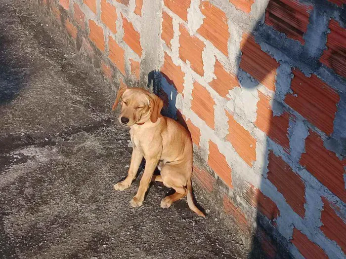 Cachorro ra a Pincher 3 idade 4 anos nome Pipoca