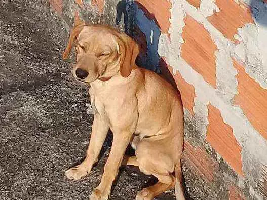 Cachorro ra a Pincher 3 idade 4 anos nome Pipoca