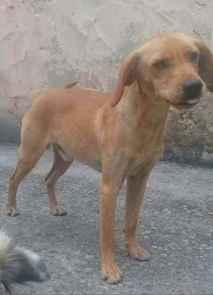 Cachorro ra a Pincher 3 idade 4 anos nome Pipoca