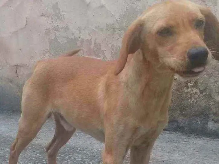 Cachorro ra a Pincher 3 idade 4 anos nome Pipoca