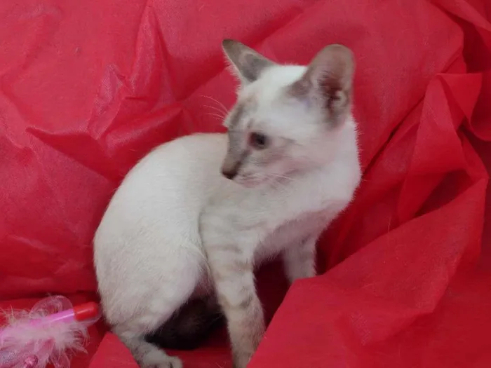 Gato ra a SRD-ViraLata idade 2 a 6 meses nome Flora