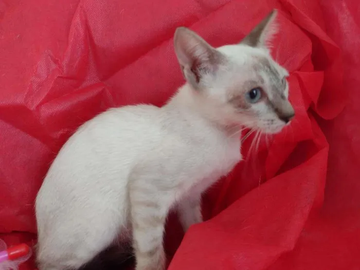 Gato ra a SRD-ViraLata idade 2 a 6 meses nome Flora