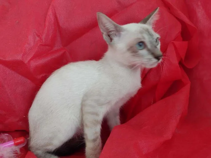 Gato ra a SRD-ViraLata idade 2 a 6 meses nome Flora