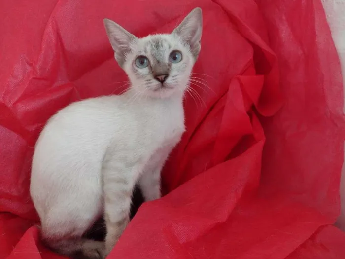 Gato ra a SRD-ViraLata idade 2 a 6 meses nome Flora
