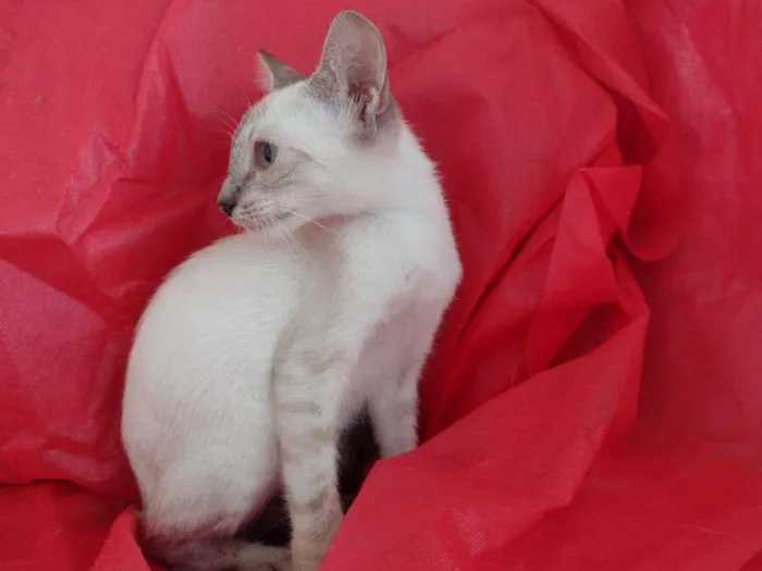 Gato ra a SRD-ViraLata idade 2 a 6 meses nome Flora