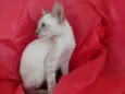 Flora