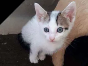 Gato raça  idade Abaixo de 2 meses nome Filhotes Eliana 