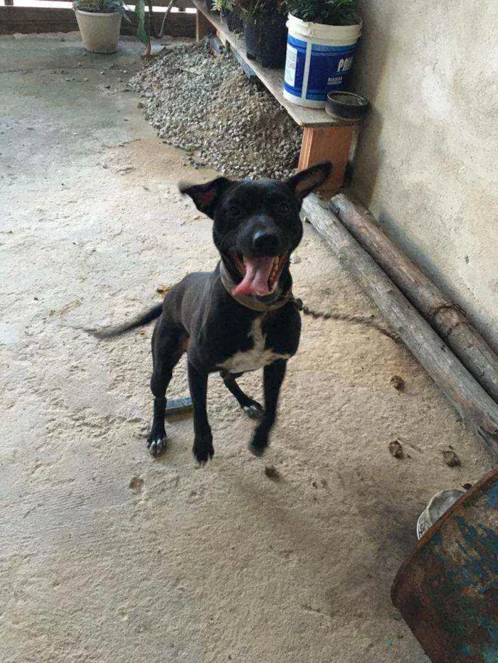 Cachorro ra a Vira-lata  idade 1 ano nome Duck 