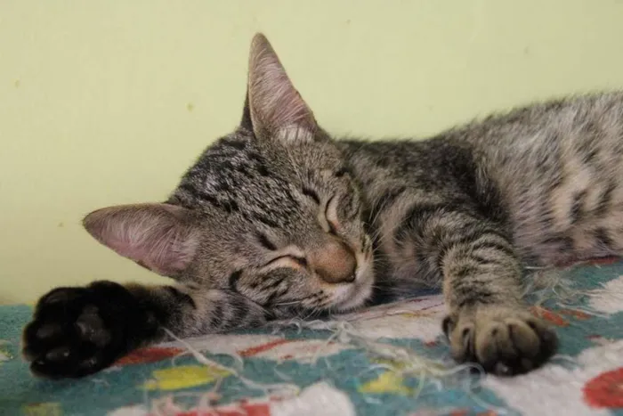 Gato raça SRD-ViraLata idade 7 a 11 meses nome Davy Jones