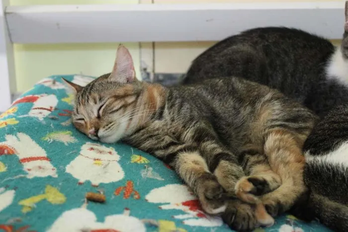 Gato raça SRD-ViraLata idade 7 a 11 meses nome Davy Jones