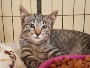 Gato raça SRD-ViraLata idade 7 a 11 meses nome Davy Jones