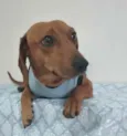 Cachorro raça Mix de salsicha  idade 7 a 11 meses nome Scooby