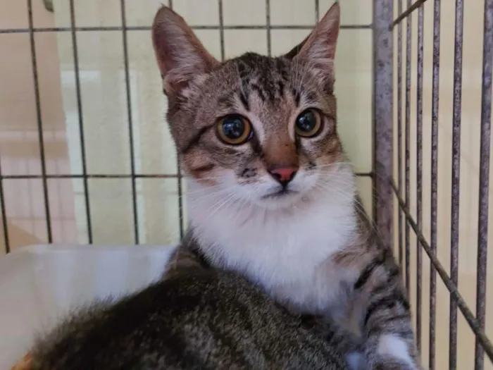 Gato raça SRD-ViraLata idade 7 a 11 meses nome Brisby