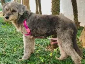 Cachorro raça Srd idade 5 anos nome Misty