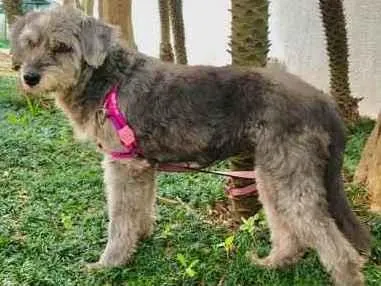 Cachorro raça Srd idade 5 anos nome Misty