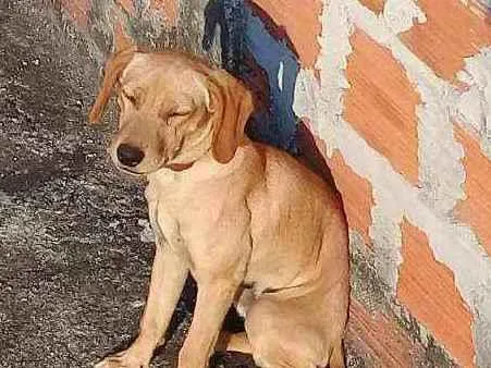 Cachorro ra a Pincher 3 idade 4 anos nome Pipoca