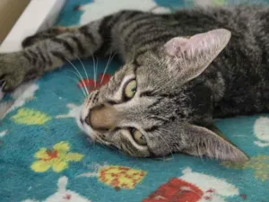 Gato raça SRD-ViraLata idade 7 a 11 meses nome Hector Barbossa