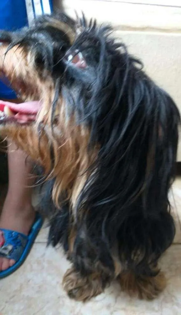 Cachorro ra a SRD-ViraLata idade 1 ano nome Floquinho